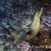 lion_sea_galapagos_cou_h_0048_ecu1130.jpg